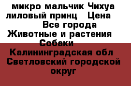 микро мальчик Чихуа лиловый принц › Цена ­ 90 - Все города Животные и растения » Собаки   . Калининградская обл.,Светловский городской округ 